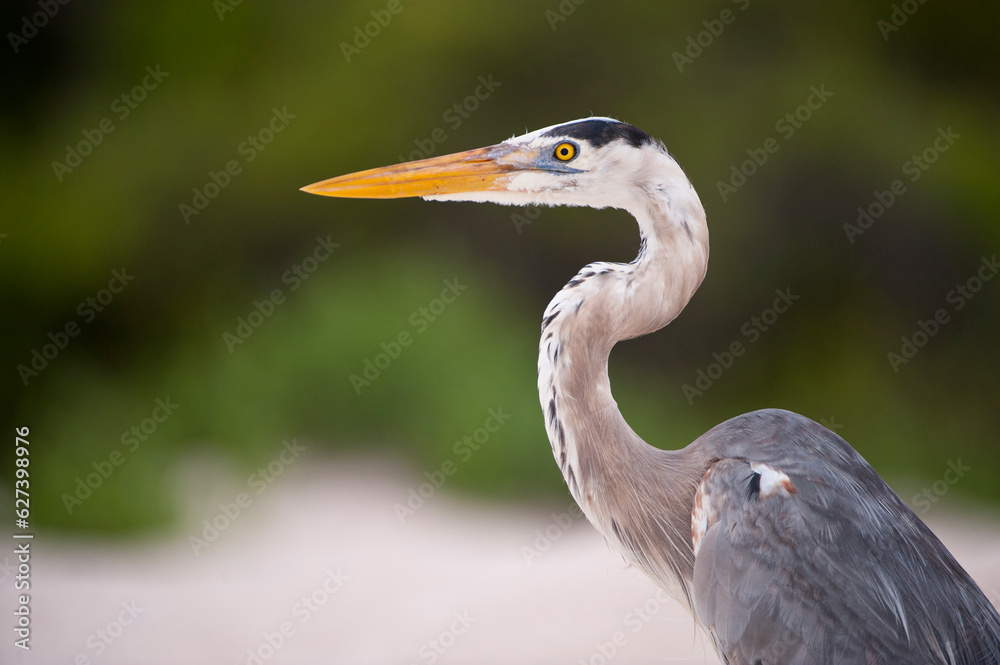 Great blue heron (Ardea herodias) in Galapagos National Park; Galapagos Islands, Ecuador Great blue heron (Ardea herodias) in Galapagos National Park; Galapagos Islands, Ecuador