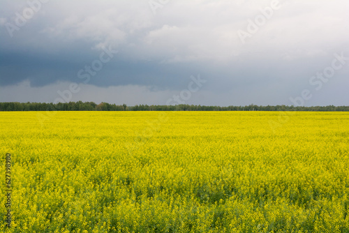 rapeseed field  yellow flowers and stormy sky