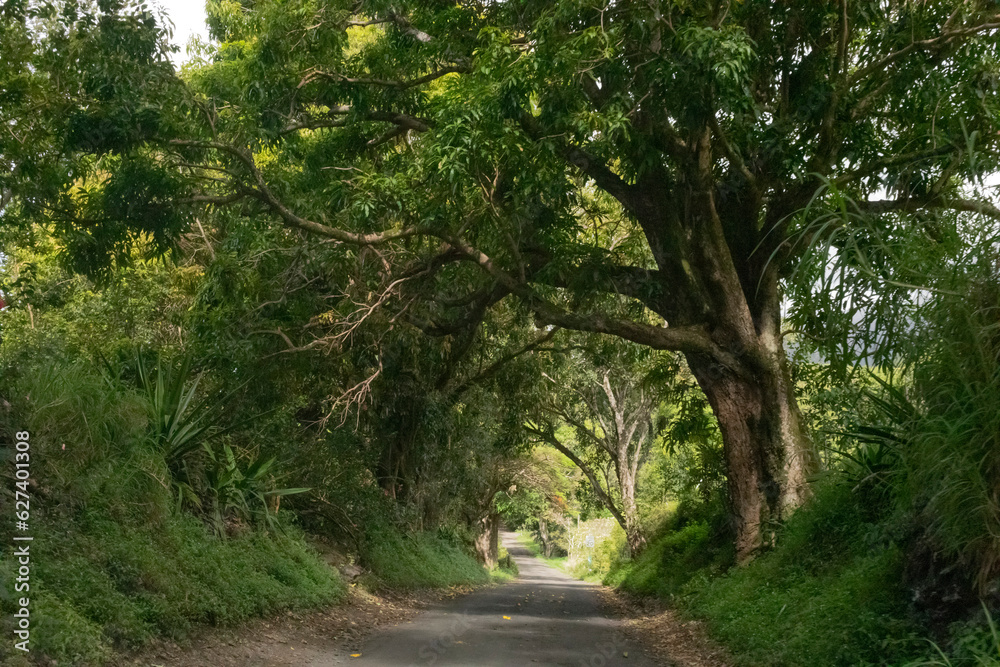 Scenic view through the forest on a narrow roadway along the Road to Hana, scenic route; Maui, Hawaii, United States of America Scenic view through the forest on a narrow roadway along the Road to Hana, scenic route; Maui, Hawaii, United States of America