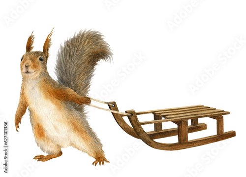 A funny anthropomorphic squirrel pulling a sled hand drawn in watercolor. Watercolor illustration. Isolated image