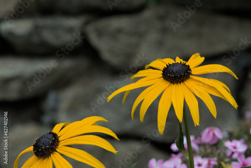 Two yellow black eyed susans in front of a dark stone wall