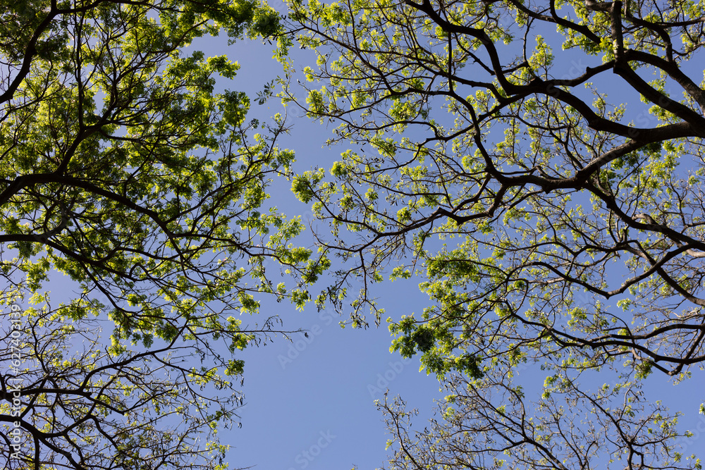 View looking up through foliage and tree branches to a bright, blue sky in the Wailea Resort Area; Wailea, Maui, Hawaii, United States of America View looking up through foliage and tree branches to a bright, blue sky in the Wailea Resort Area; Wailea, Maui, Hawaii, United States of America