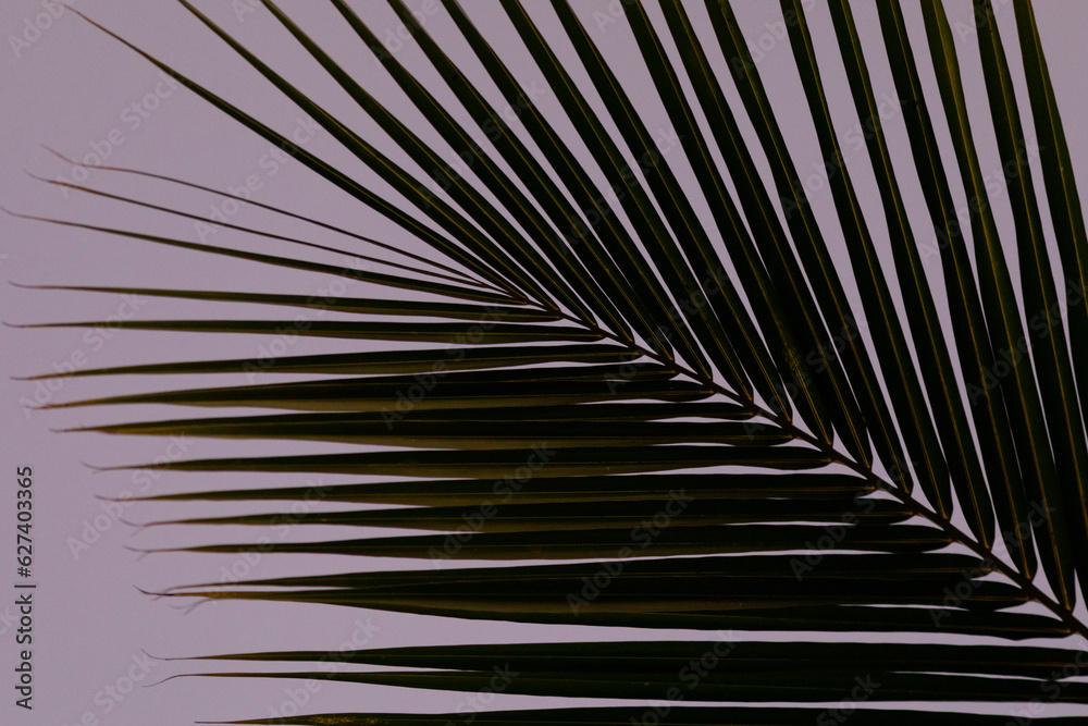 Obraz premium Close-up of a silhouette of a tropical palm frond against a purple, night sky in Kihei; Maui, Hawaii, United States of America