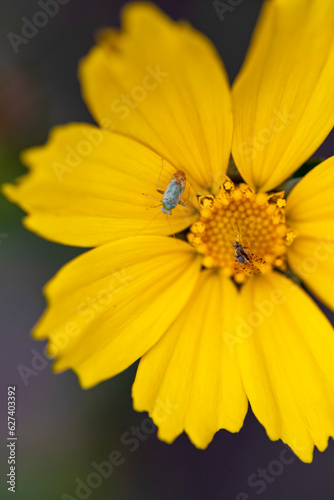 Close-up of a bright yellow  daisy-like flower with a beetle and a pair of dragonflies resting on and near its central disc at the Kula Botanical Gardens  Maui  Hawaii  United States of America