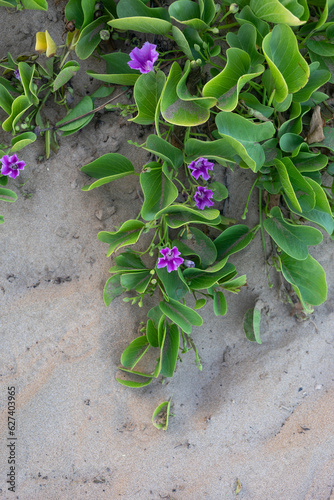 Close-up of Beach Morning Glories (Ipomoea imperati) on Kamaole 2 Beach; Kihei, Maui, Hawaii, United States Of America photo