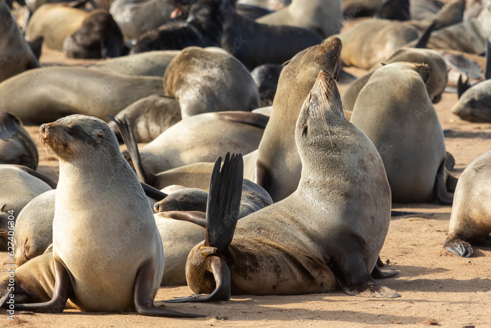 Fototapeta premium Large group of Cape fur seals, Arctocephalus pusillus, on rocks in soft warm light. Cape cross seal reserve, Namibia