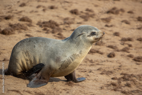 Young baby Cape fur seal, Arctocephalus pusillus, walking on the sand or beach. Cape cross, Skeleton Coast, Namibia