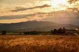 Barley field before harvwest in summer with mountain behind in Macedonia, Tikves region