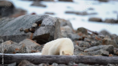 Polar bear is playing with a plastic bottle on a rocky beach in Svalbard islands.