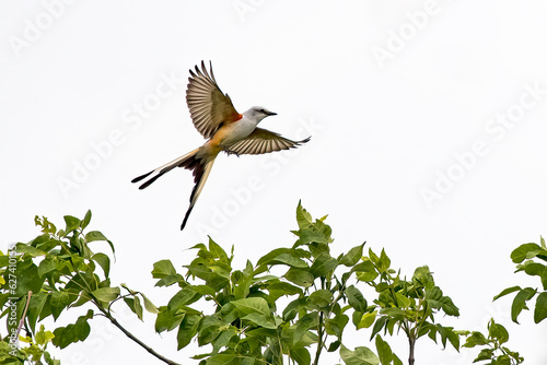 Scissor-tailed flycatcher flying away from perch on live oak tree