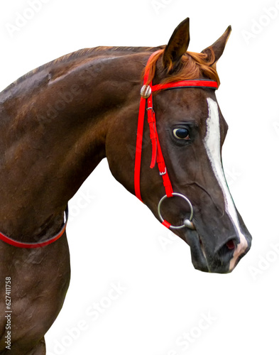 Portrait of a brown horse closeup.