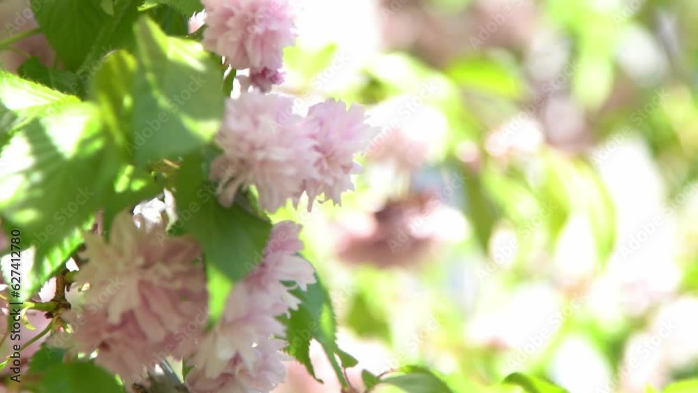 Cherry blossom blur. Pink flowers in spring time. Tree garden in sunlight. Floral natural background. Petal bud flower. Beautiful gentle mood. Light neutral minimal. Nature flowering Botanical flora Cherry blossom blur. Pink flowers in spring time. Tree garden in sunlight. Floral natural background. Petal bud flower. Beautiful gentle mood. Light neutral minimal. Nature flowering Botanical flora
