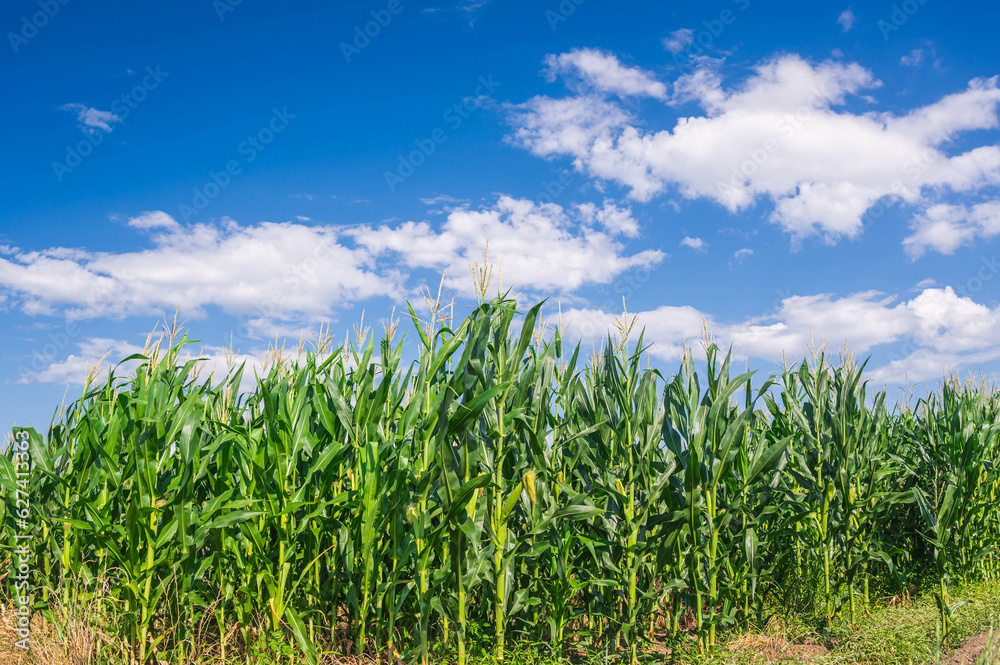 Obraz premium 安曇野の鮮やかなデントコーン畑