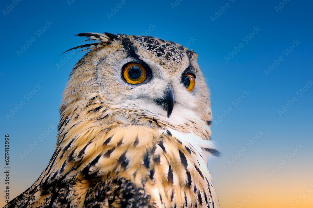 Fototapeta premium funny owl close up