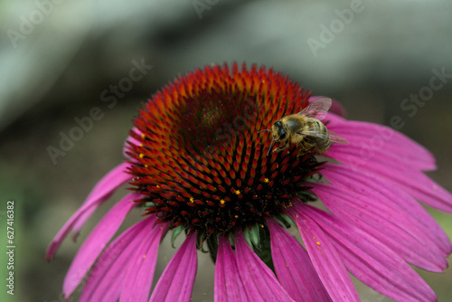 Pink and purple coneflowers in the garden with a bee collecting nectar.