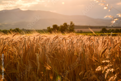 Barley field in harvest season on a sunny day in Macedonia, Tikves region