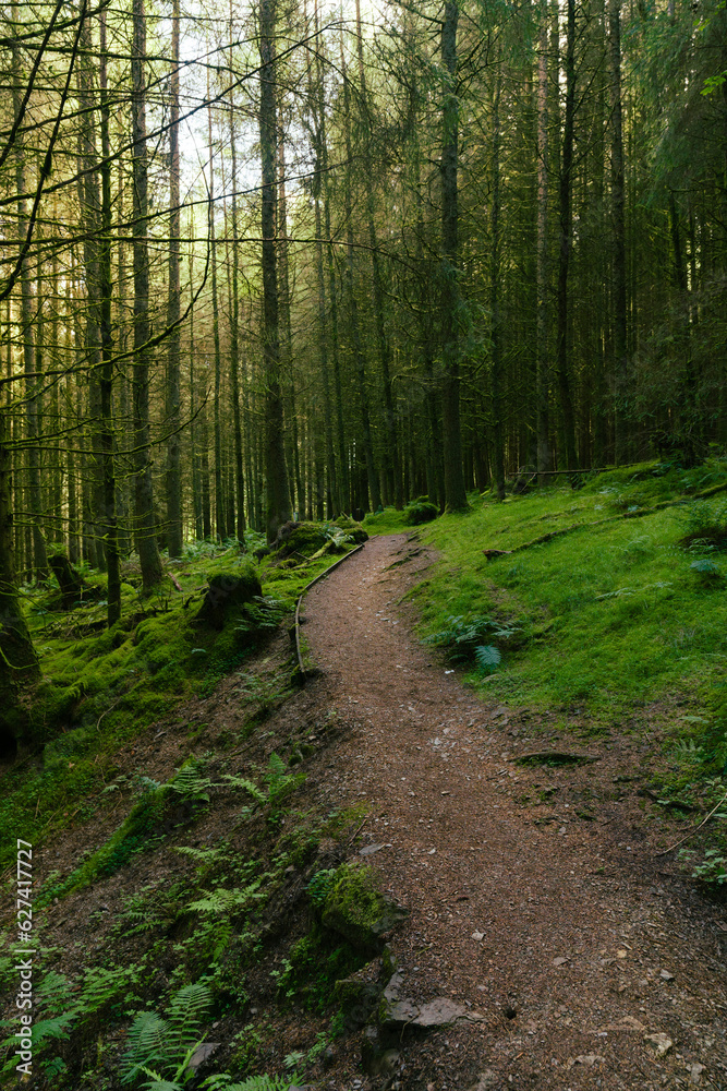 Fototapeta premium Whinlatter Forest Path