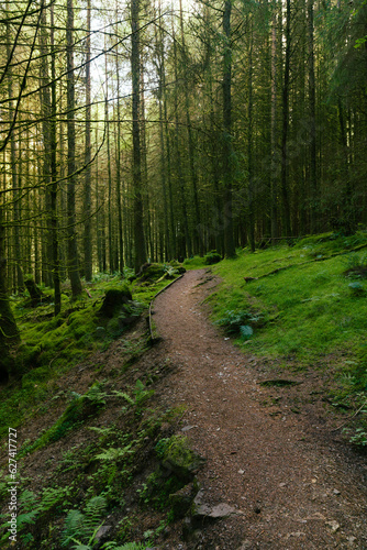 Whinlatter Forest Path