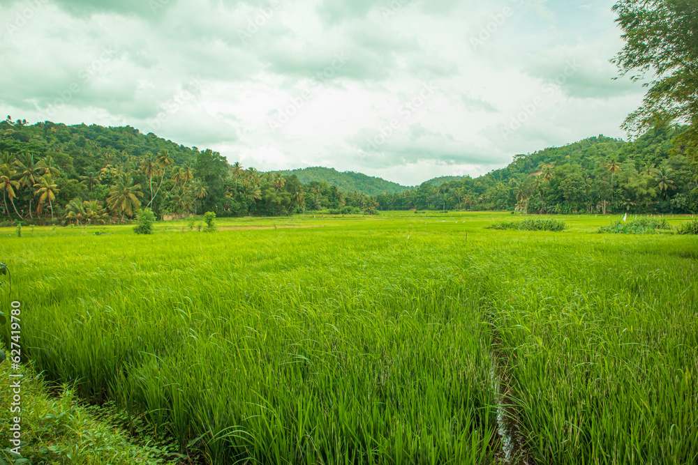 Green rice field in beautiful village