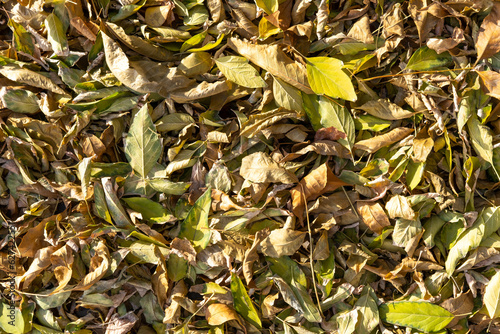 Bright yellow autumn birch leaves on the ground. Autumn natural background of dry leaves. Dry yellow fallen leaves
