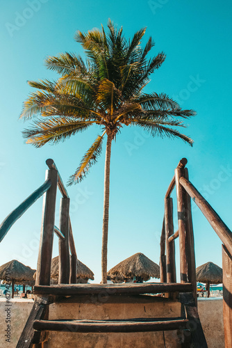 Palmera a la orilla de la playa en Progreso, Yucatán.