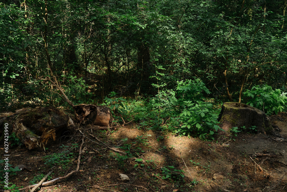 an old rotten stump with roots sticking out of the ground overgrown with moss in the forest texture around grass trees and winding paths an old rotten stump with roots sticking out of the ground overgrown with moss in the forest texture around grass trees and winding paths