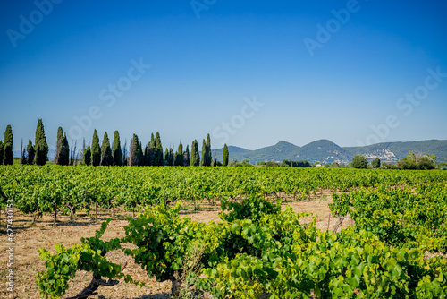  Vignoble en Provence photo