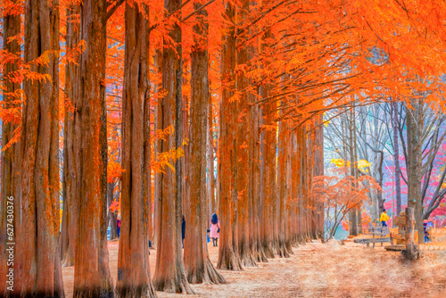 Autumn beauty of the nami island in the fall.The leaves are changing colors. photo