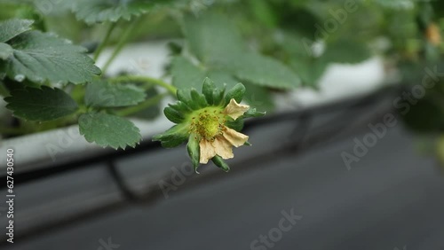 Hydroponic Strawberries photo