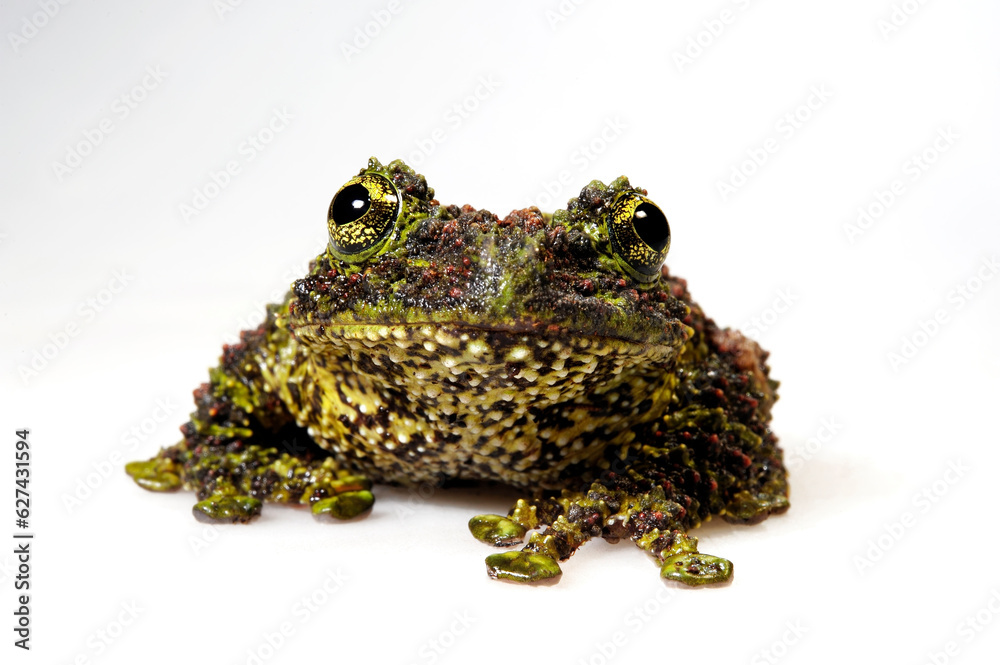 Fototapeta premium Vietnamese mossy frog // Vietnamesischer Moosfrosch (Theloderma corticale)