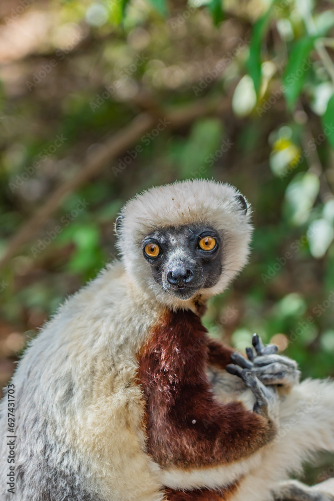 Fototapeta premium Close up from a sifaka in its natural environment in the rainforest of Andasibe