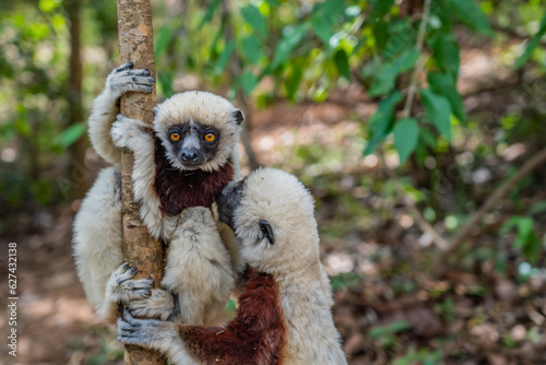 Close up from two sifaka in its natural environment in the rainforest of Andasibe