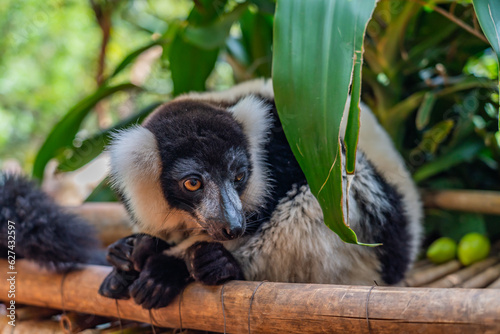 Lemur, black-and-white ruffed lemur close up in nature at Andasibe National Park