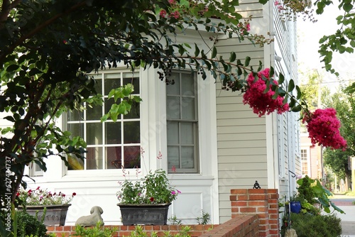 Fototapeta Naklejka Na Ścianę i Meble -  Pink Crepe Myrtle Branch, Home Exterior Garden
