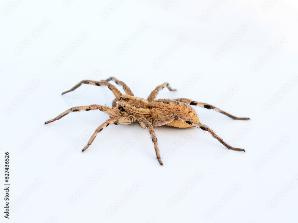 Big spider on a white background. Tarantula. Burrow-living Wolf Spiders. Lycosidae Family. Genus Hogna. Big spider on a white background. Tarantula. Burrow-living Wolf Spiders. Lycosidae Family. Genus Hogna.