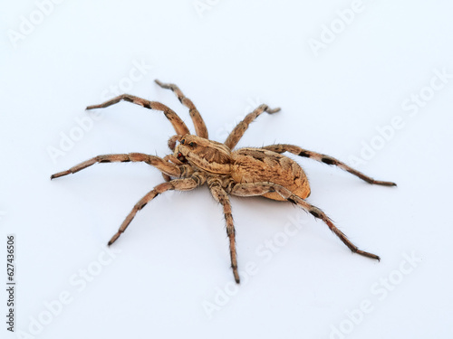 Big spider on a white background. Tarantula. Burrow-living Wolf Spiders. Lycosidae Family. Genus Hogna. 
