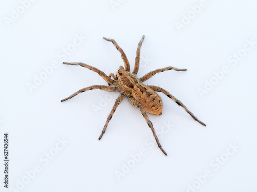 Big spider on a white background. Tarantula. Burrow-living Wolf Spiders. Lycosidae Family. Genus Hogna. 