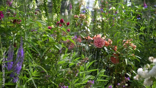 Chippendale pink roses flowers blooming in summer garden. Tantau peachy rose grows by foxgloves veronika and lavender photo