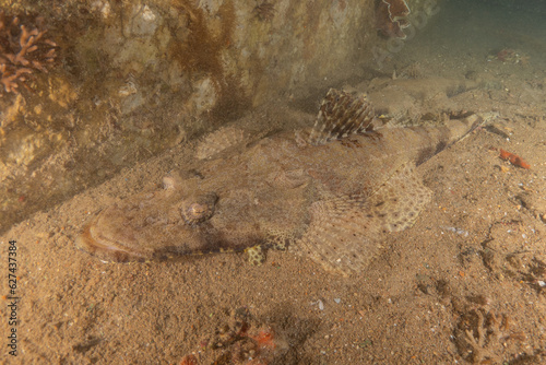 Fish swimming in the Red Sea  colorful fish  Eilat Israel 