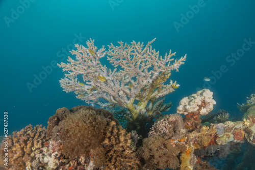 Coral reef and water plants in the Red Sea, Eilat Israel
