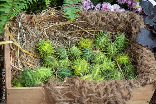 Decorative cucumbers, Ecballium elaterium in a wooden box. Autumn harvest in baskets at a farmers' fair. photo