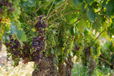 Vines beginning to ripen changing the colour of the grape berry from green to purple during the summer. 