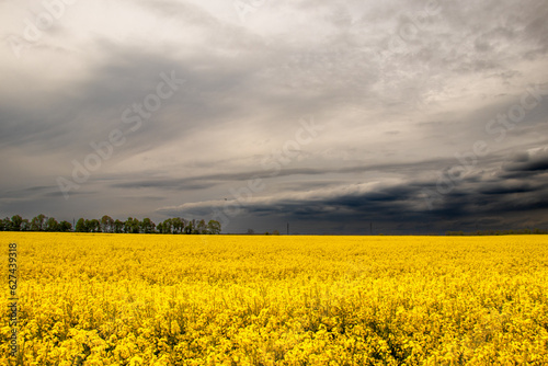 rapeseed field and sky