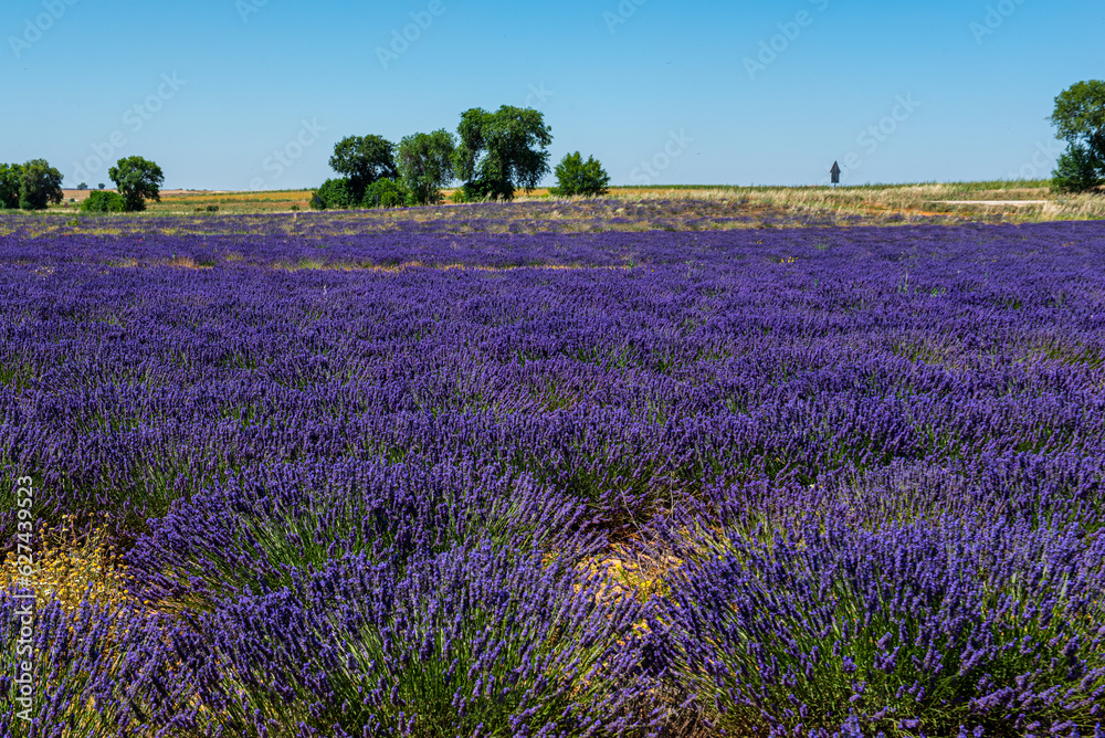 Looking for the smell of lavender