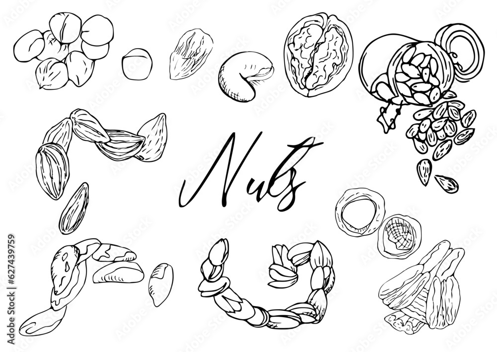 Nuts vector ink set almond, pecan, pistachio pecan, Brazil nut etc