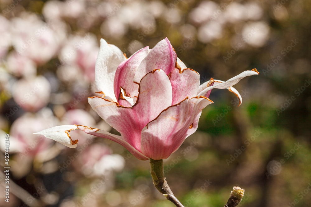 Fototapeta premium beautiful magnolia bloom against the blue sky