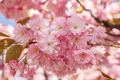 sakura blossom, sakura branches against the blue sky close-up