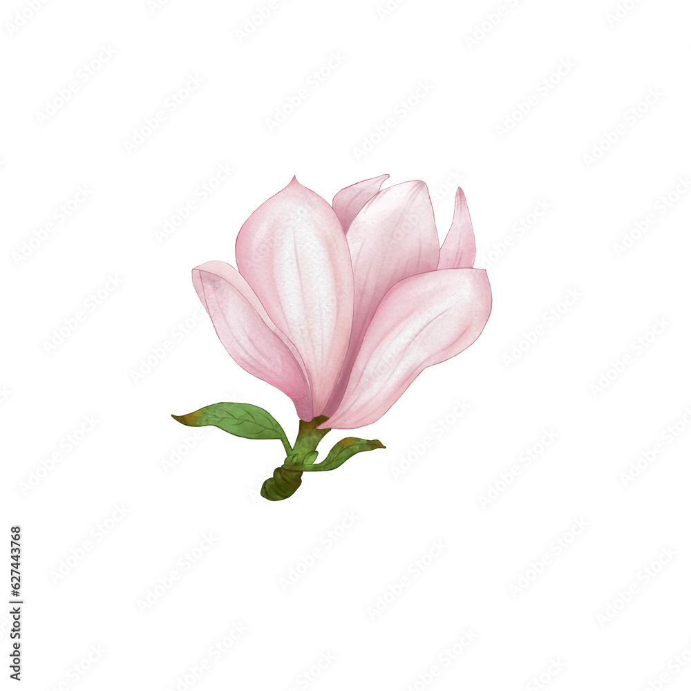 Pink magnolia in bloom Pink magnolia in bloom