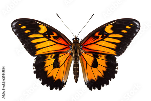 Beautiful color butterfly isolated on a transparent background