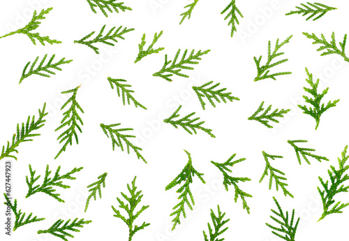 Pine twigs, green leaves pattern isolated on white background, top view © dule964